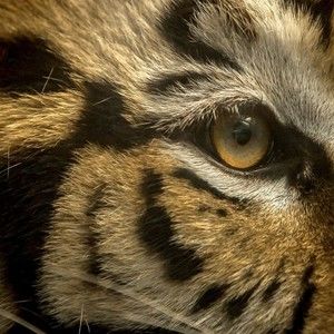 Meet your Posher, William